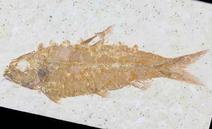 Knightia Fossil Fish - Wyoming #81460